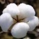 Indian Cotton Market Likely to  move up on rising demands